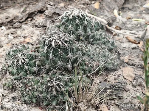 Nickels' Cactus