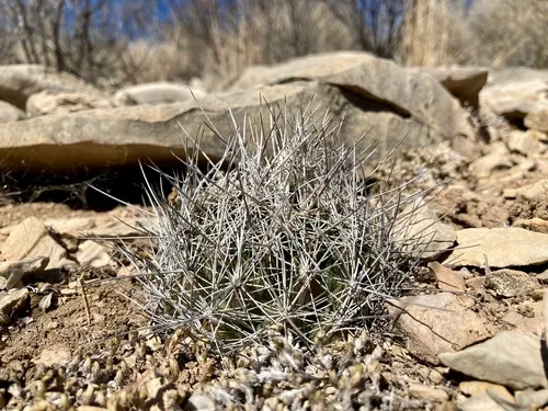Whiskerbush