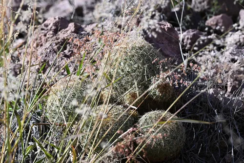 Santa Cruz Beehive Cactus