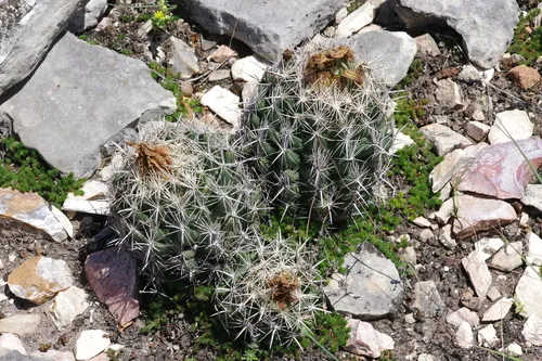 Pineapple Cactus