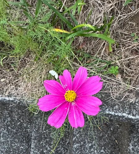 Garden Cosmos