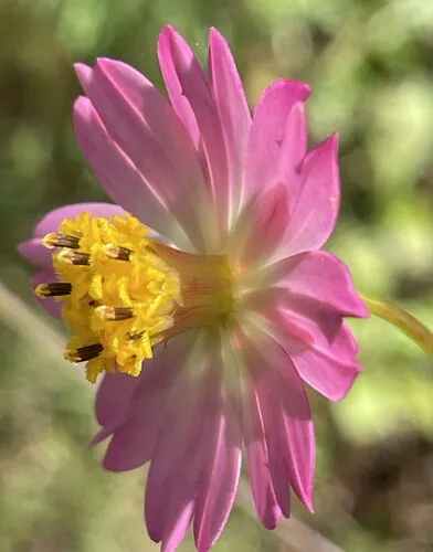 Wild Cosmos — photo by Rene