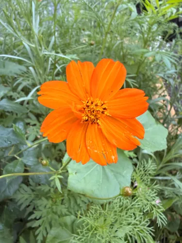 Sulphur Cosmos