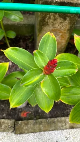 Scarlet Spiral-Ginger