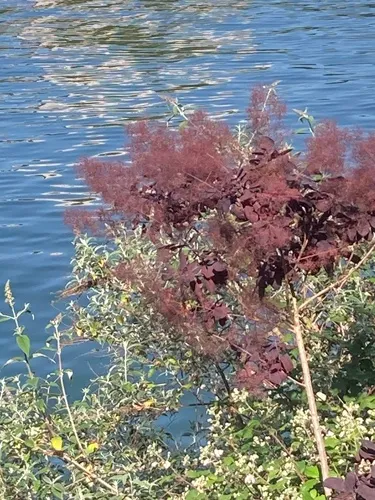European Smoketree