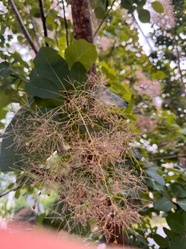 American Smoketree — photo by natrldude