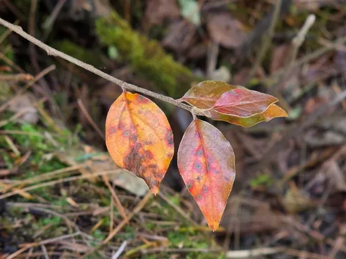 Acuminate Cotoneaster — photo by ivansmirnov