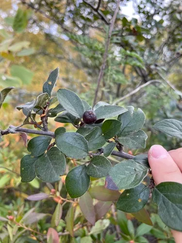 Peking Cotoneaster — photo by Jane Charlen