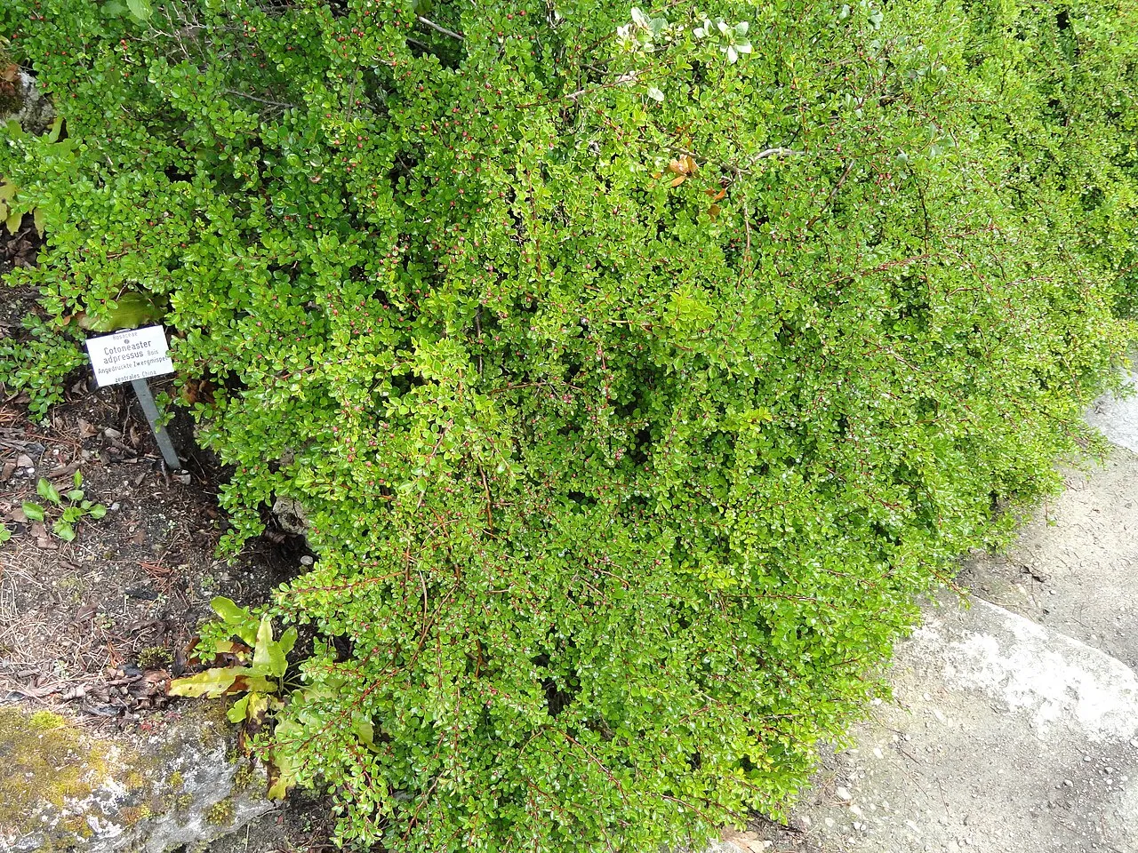 Creeping Cotoneaster — photo by Daderot