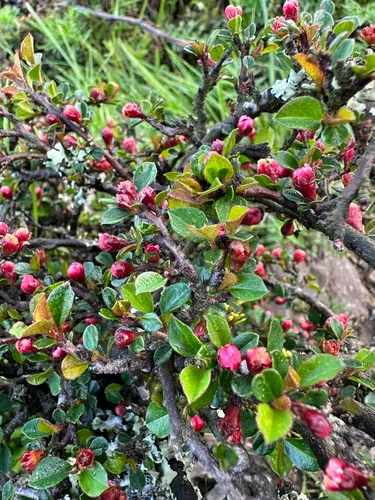 Cranberry Cotoneaster
