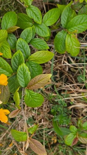 Hollyberry Cotoneaster