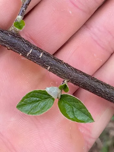 Diels' Cotoneaster