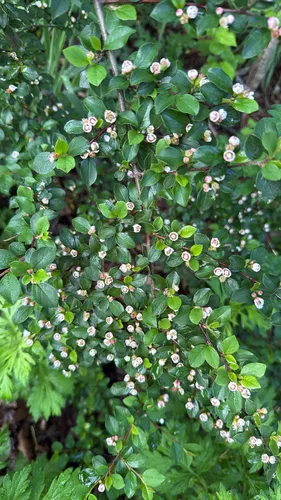 Spreading Cotoneaster — photo by treefunguy