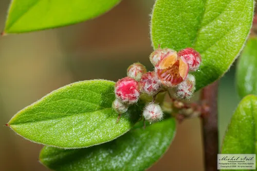 Orange Cotoneaster — photo by Michel