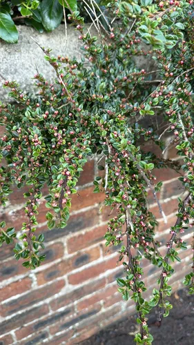 Rockspray Cotoneaster — photo by leeg91