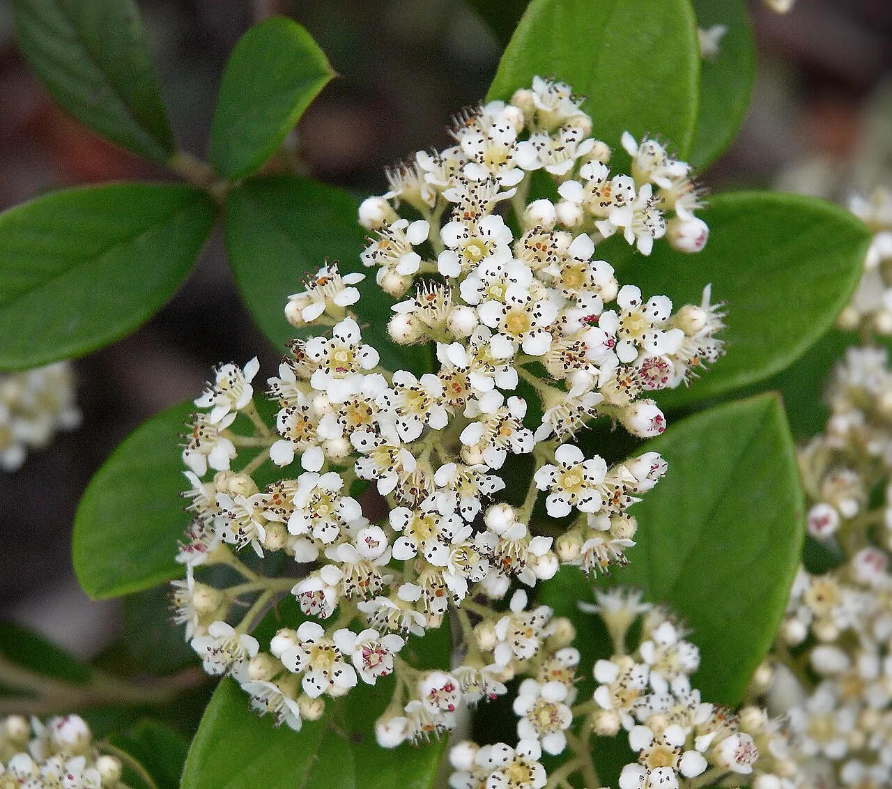 Milkflower Cotoneaster — photo by Wouter Hagens