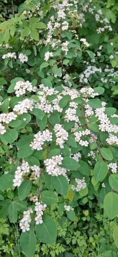 Cotoneaster — photo by Chikita