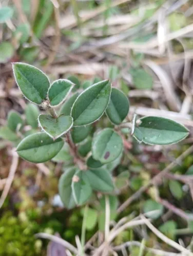 Silverleaf Cotoneaster — photo by Stevia
