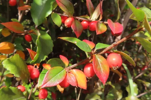 Simons' Cotoneaster — photo by Lloyd Esler