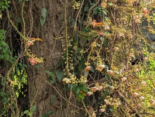 Cannonball Tree