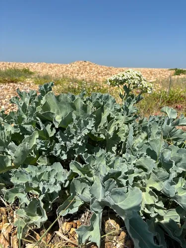 Sea Kale — photo by roselandflorafunga