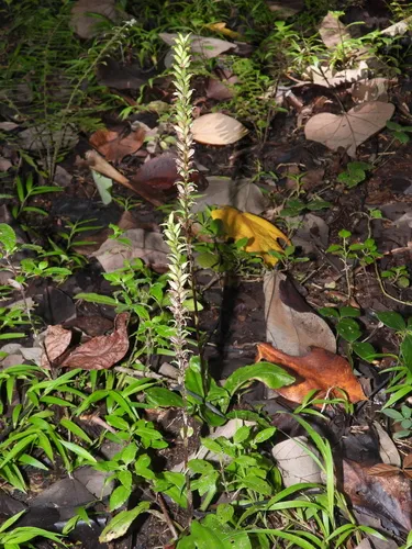 Cypress-knee Helmet Orchid