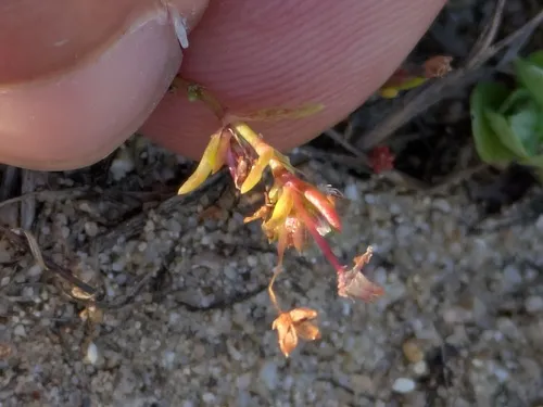 Water Pygmyweed