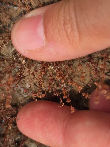 Sand Pygmyweed