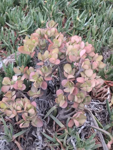 Jade Plant — photo by robertbogdon