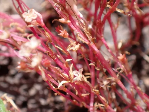 Wrinkleseed Pygmyweed