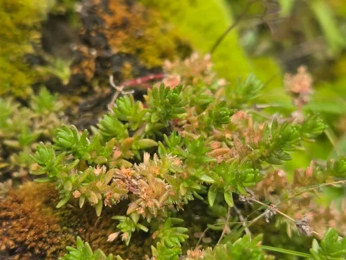 Siberian Pygmyweed — photo by Liam Cassidy