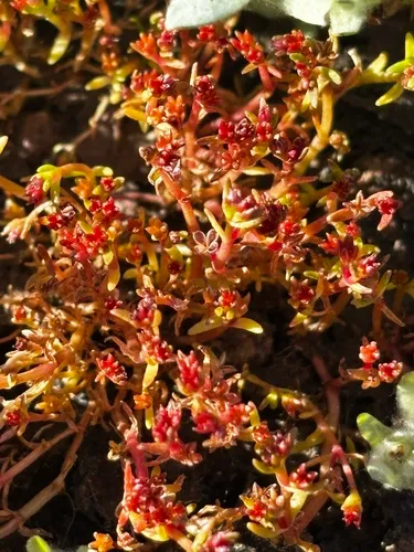 Smooth-Seed Pygmyweed