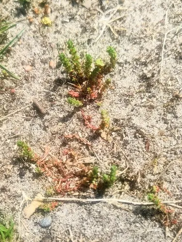 Moss Pygmyweed — photo by Roelof