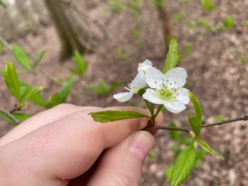 May Hawthorn — photo by Mac H. Alford