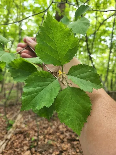 Valley Head Hawthorn — photo by James Ojascastro