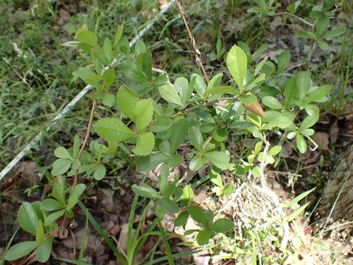 Barberry Hawthorn