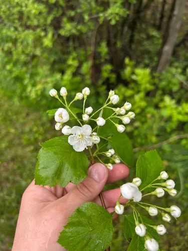 Brainerd's Hawthorn — photo by marilourochon