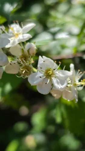 Fireberry Hawthorn — photo by Daniel Grégoire