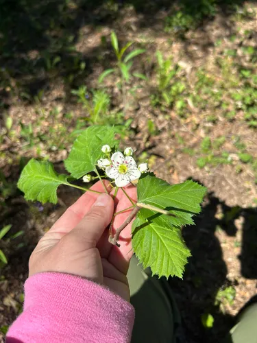 Kansas Hawthorn — photo by marilourochon