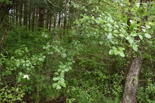 Cockspur Hawthorn