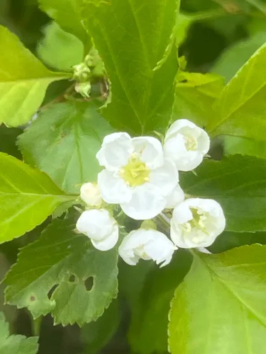 Dodge's Hawthorn — photo by Zack Harris