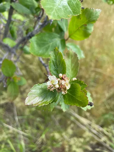 Black Hawthorn — photo by Colton Veltkamp