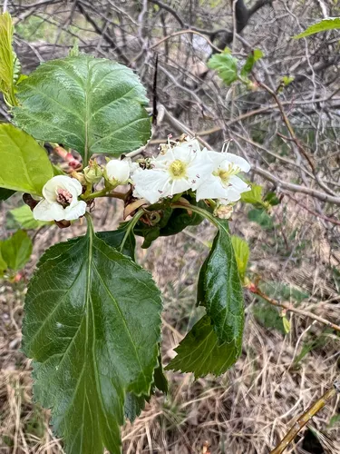Cerro Hawthorn — photo by Jared Shorma