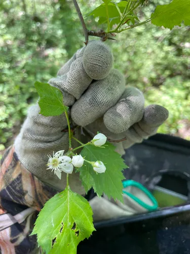 Fanleaf Hawthorn — photo by celiabb