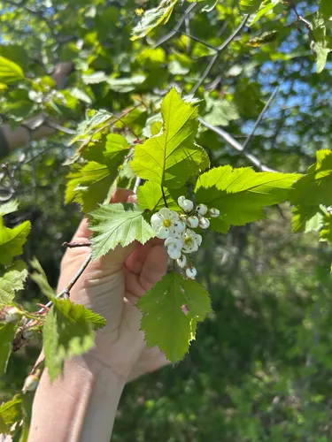 Holmes' Hawthorn — photo by marilourochon
