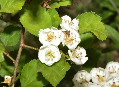 Copenhagen Hawthorn