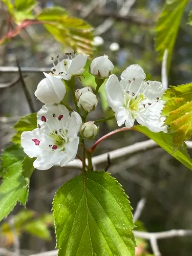 Stolonbearing Hawthorn — photo by Maeve and Joey Coker