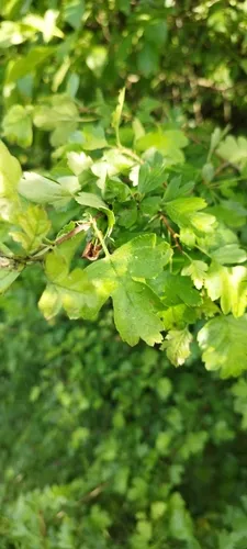 Smooth Hawthorn — photo by Anna