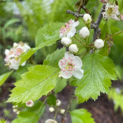 Grove Hawthorn — photo by cgbb2004