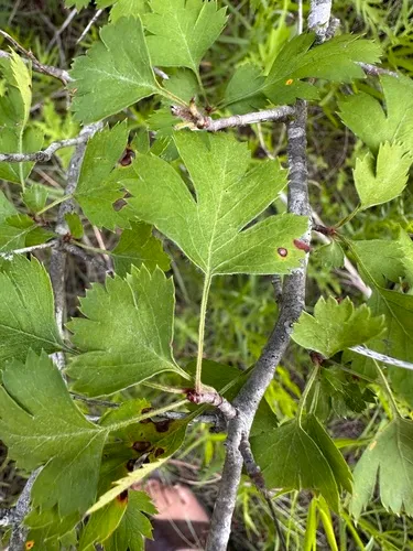 Parsley Hawthorn — photo by gward